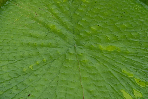 Closeup Green Amazon Victoria Lotus Leaf Surface Texture Background — Stock Photo, Image