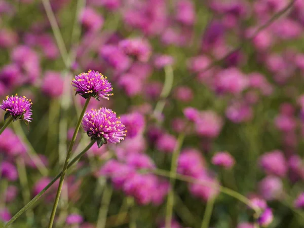 Selective Focused Pink Fireworks Globe Amaranth Flowers Garden — Stock Photo, Image