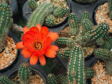 Kırmızı Chamaecereus Silvestrii Kaktüs çiçeği kaktüs saksı bahçesinde