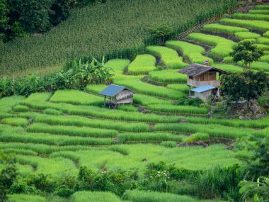 Taze yeşil pirinç tarlası terası Tayland, Chiangmai, Maechaem 'deki pa bong piang köyünde.