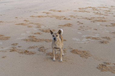 Koştuktan sonra kumsalda duran kahverengi Tayland köpeği.