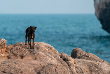 Kara köpek deniz kıyısında kaya üzerinde duruyor, özgürlük kavramı.