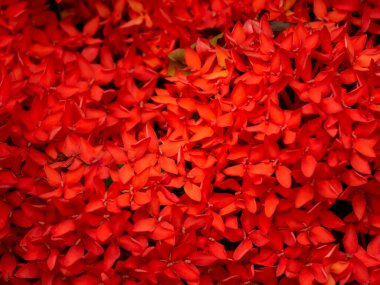 Yakın plan seçici odak noktası açan kırmızı başak çiçeği ya da renkli Ixora kakusinea bahçesi arka planı