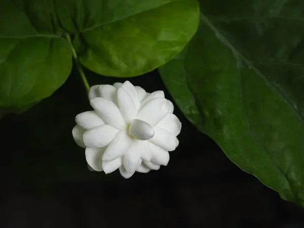 Closeup Blooming White Jasmine Green Leaves Isolated Black Background — Stock Photo, Image