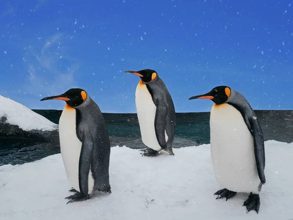Группа Пингвинов Гуляет Ледяному Пляжу Днем Снегопадом Голубым Небом Очаровательное — стоковое фото