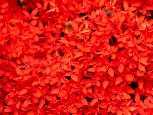 Closeup Selective Focus Blooming Red Spike Flower Colorful Ixora Coccinea — Stock Photo, Image