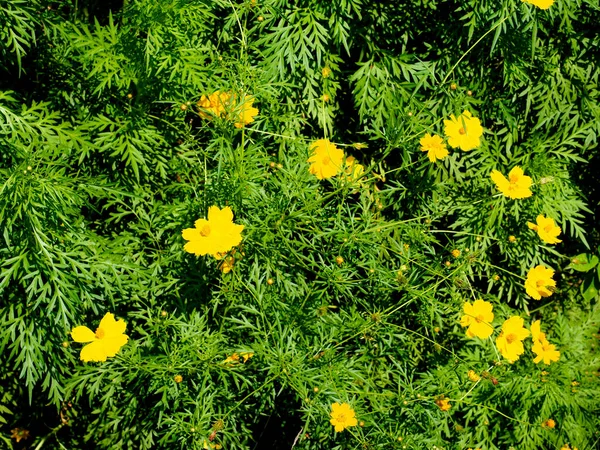 在鲜绿的花园里绽放着黄色的宇宙花朵 — 图库照片