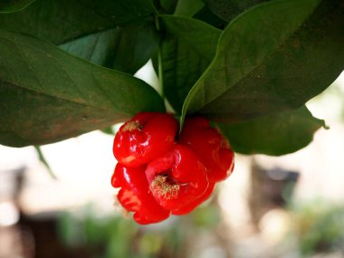 Yakın plan, ağaçta büyük yeşil yapraklı küçük kırmızı gül elmaları.