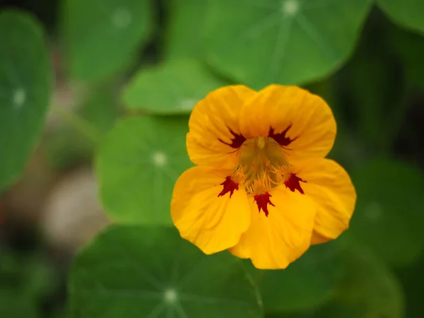 Taze Yeşil Bahçede Yakın Plan Sarı Nasturtium Çiçeği — Stok fotoğraf