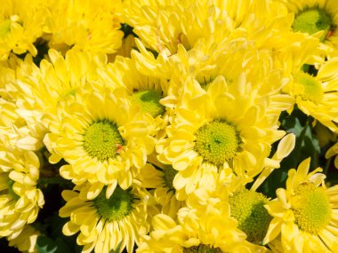 Yakın plan çiçek açan sarı kasımpatı çiçeği arka plan