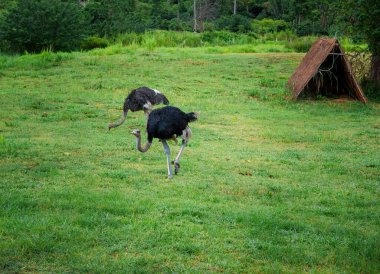 Taze yeşil çimlerde koşan komik devekuşu, doğada hayvan.