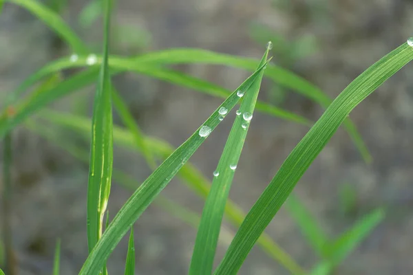 水滴或草上露水中的湿绿色稻叶的精选集中物 — 图库照片