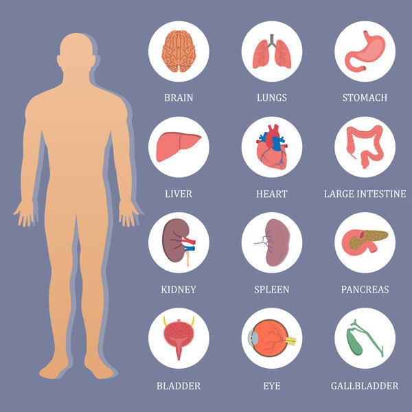 Vector human organs flat style banner