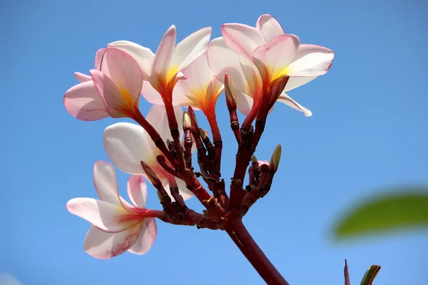 Pink plumeria — Stock Photo, Image