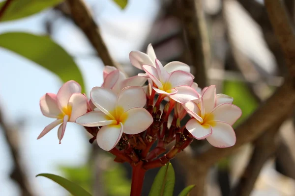 Pink plumeria — Stock Photo, Image