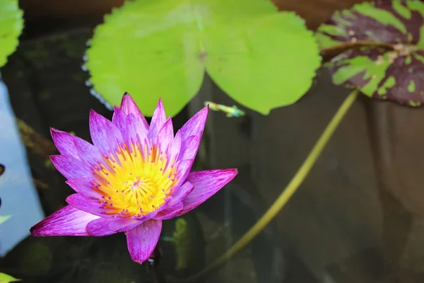 Rosa Lotus — Stockfoto