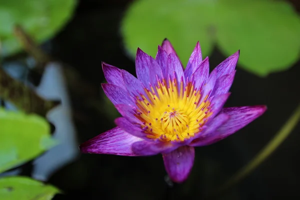 Pink lotus — Stock Photo, Image