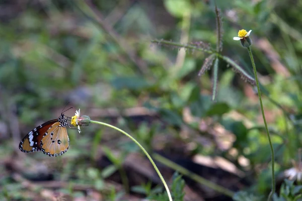 Butterfly and flower — Stock Photo, Image