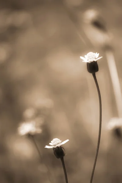 Flower on blur background — Stock Photo, Image