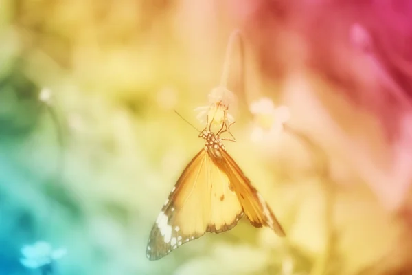 Borboleta — Fotografia de Stock