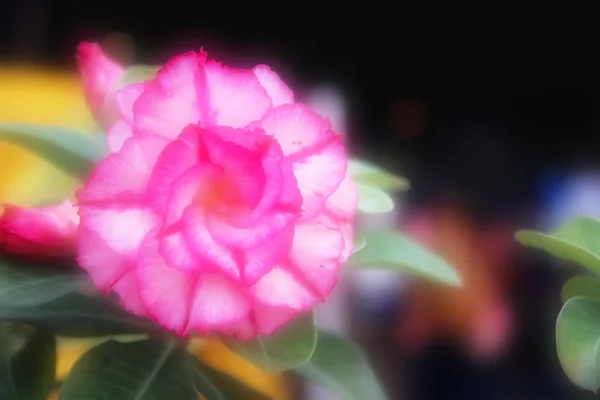 Цветок на мягком фокусе — стоковое фото