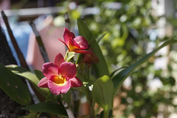 Flor de orquídea — Foto de Stock