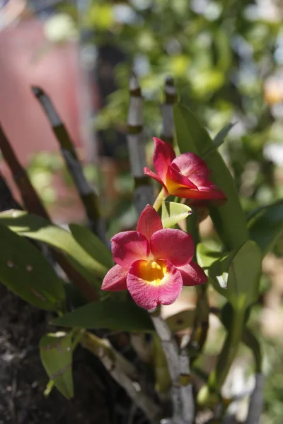 Flor de orquídea — Foto de Stock