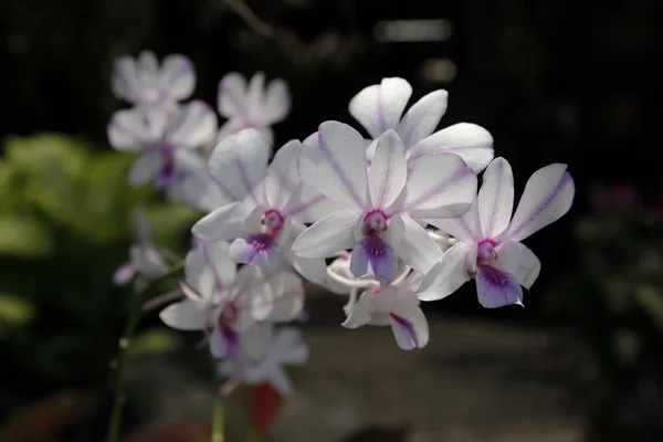 Flor de orquídea —  Fotos de Stock