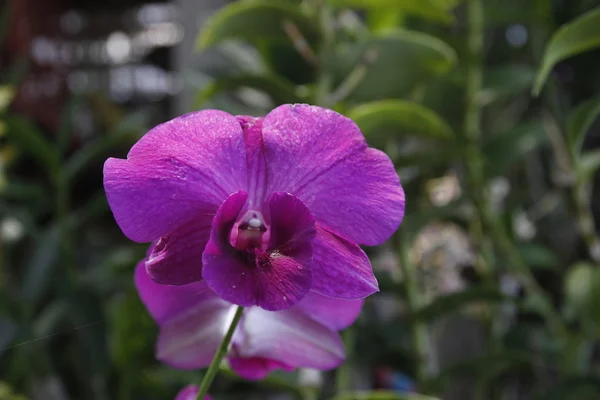 Flor de orquídea —  Fotos de Stock