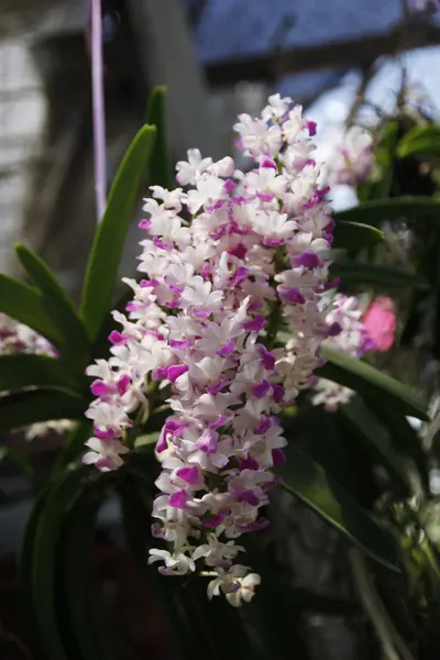 Flor de orquídea — Foto de Stock