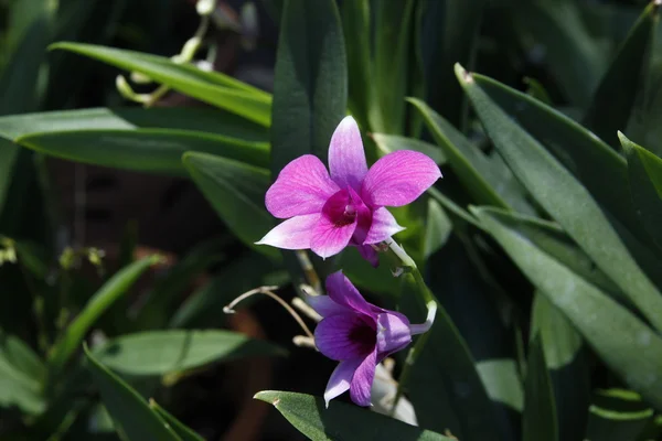 Flor de orquídea — Foto de Stock