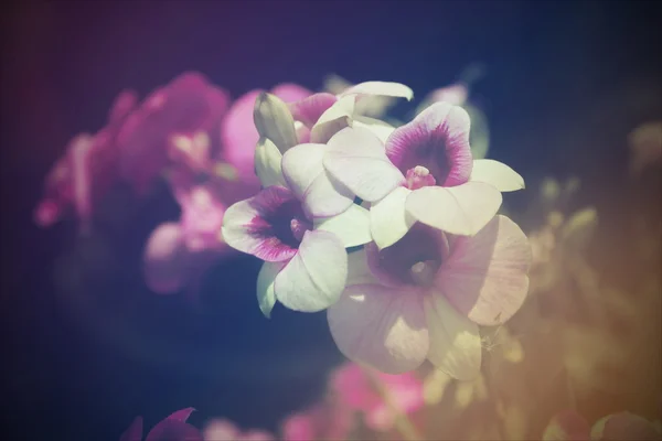 Flor de orquídea de cor borrada — Fotografia de Stock