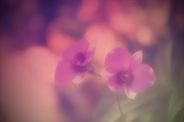 Flor de orquídea de cor borrada — Fotografia de Stock