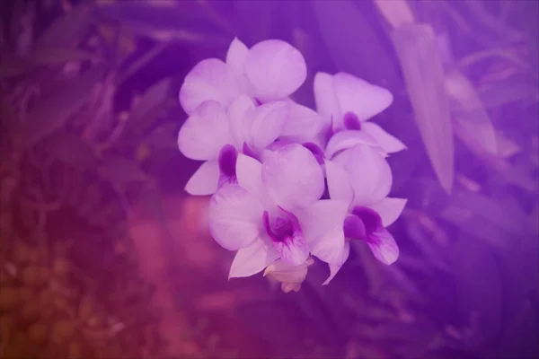 Flor de orquídea de cor borrada — Fotografia de Stock