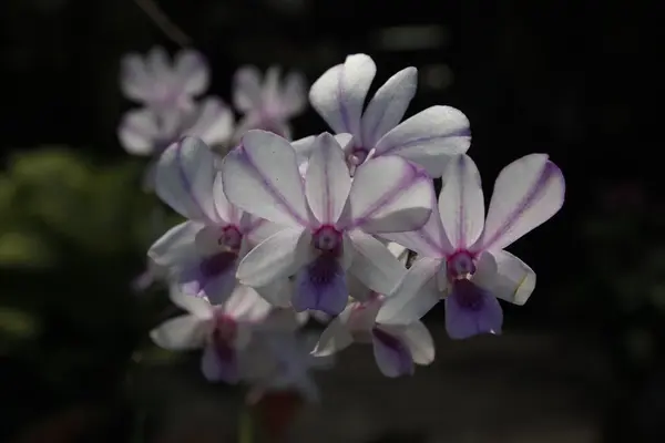 Flor de orquídea — Foto de Stock