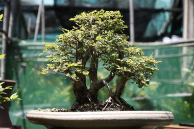 Bonsai