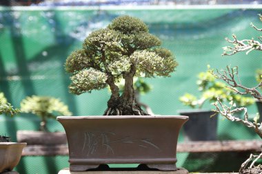 Bonsai
