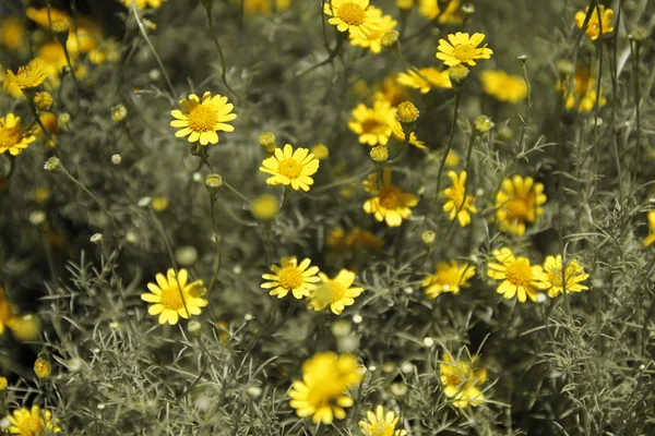 Cosmos amarelos — Fotografia de Stock