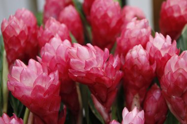 Kızıl kızıl çiçek