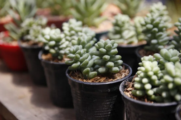 Mini cactus — Photo