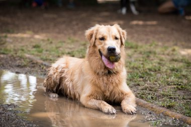Golden Retriever aşağı soğutma