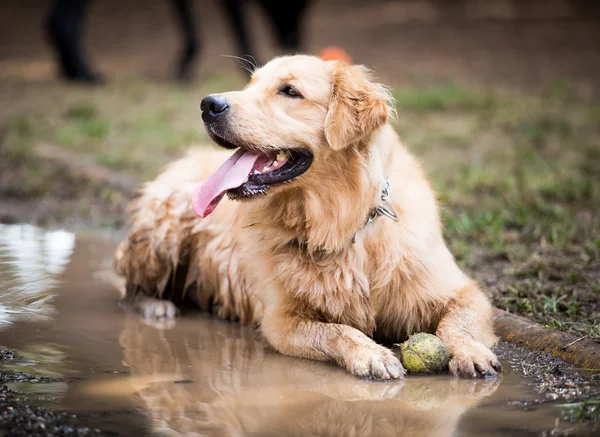 Golden Retriever si raffredda — Foto Stock