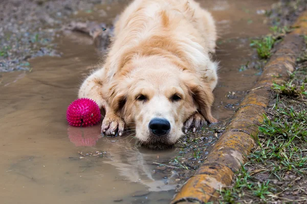 Golden Retriever en un charco de barro — Foto de Stock