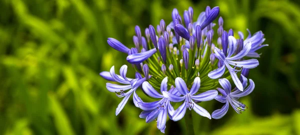 Giglio africano fiore — Foto Stock