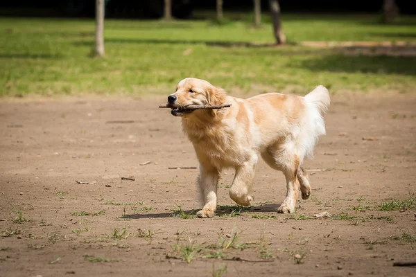 Golden Retriever beim Spielen — Stockfoto