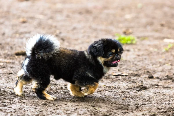 Cucciolo pechinese nero — Foto Stock