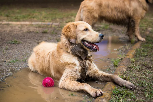 Rauer Collie-Shetland-Schäferhund — Stockfoto