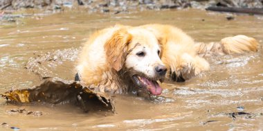 Çamurlu bir su birikintisinde kirli bir Golden Retriever köpeği.