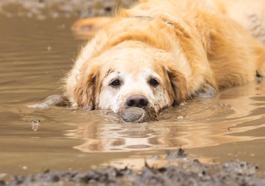 Golden retriever yaz günü top oynadıktan sonra çamur birikintisinde serinliyor..