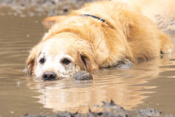 Golden Retriever Raffredda Una Pozzanghera Fango Dopo Aver Giocato Prendere — Foto Stock